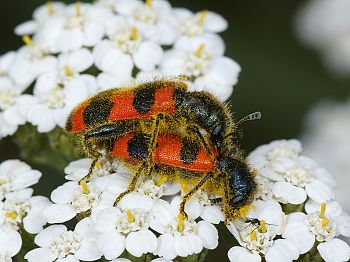 Trichodes apiarius