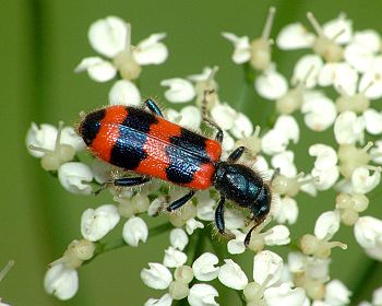 Trichodes apiarius