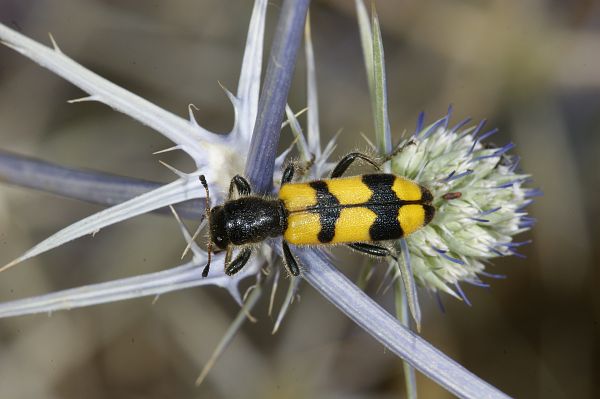 Trichodes longissimus