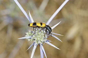 Trichodes longissimus