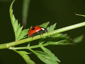 Adalia bipunctata