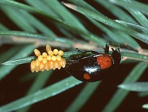 Adalia bipunctata