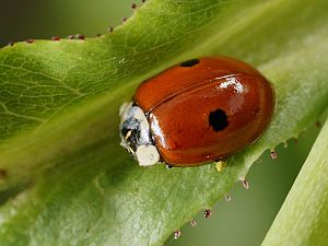 Adalia bipunctata