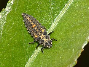 Adalia bipunctata