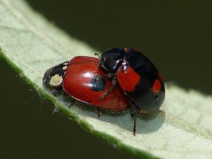 Adalia bipunctata