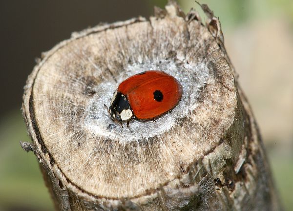 Adalia bipunctata