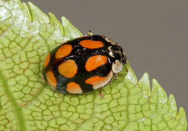 Adalia decempunctata