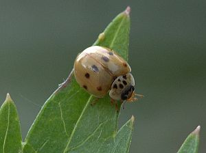 Adalia decempunctata