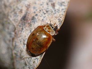 Adalia decempunctata