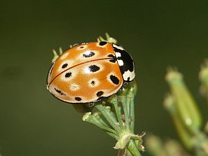 Anatis ocellata