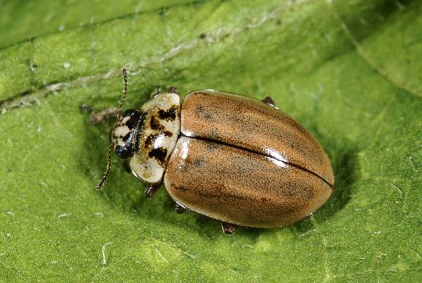 Aphidecta obliterata