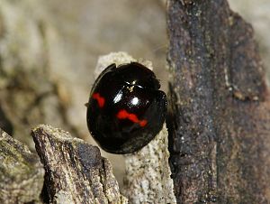 Chilocorus bipustulatus