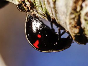 Chilocorus bipustulatus