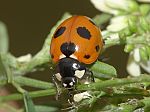 Coccinella magnifica