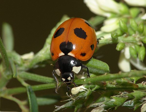 Coccinella magnifica