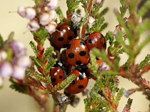 Coccinella magnifica