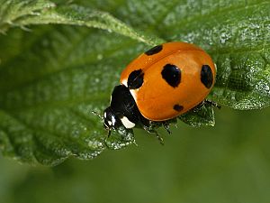 Coccinella magnifica