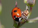 Coccinella quinquepunctata