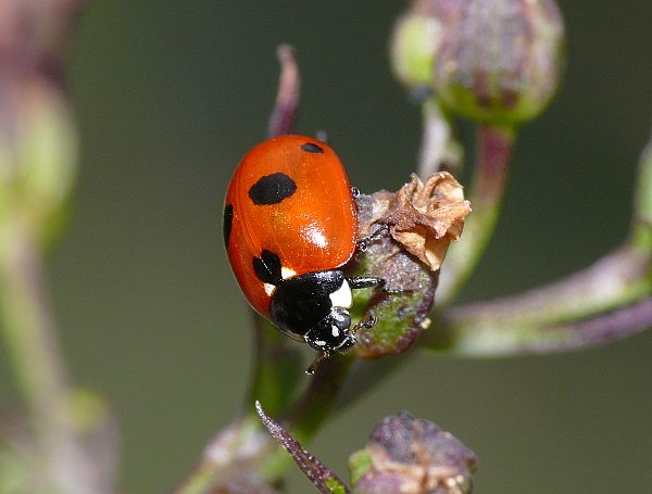 Coccinella quinquepunctata