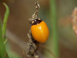 Coccinella septempunctata