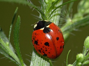 Coccinella septempunctata