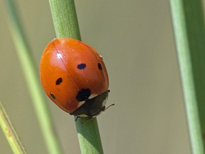 Coccinella septempunctata