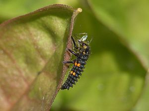 Coccinella septempunctata