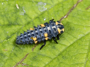 Coccinella septempunctata