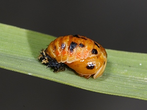 Coccinella septempunctata