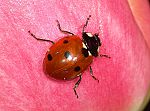 Coccinella septempunctata