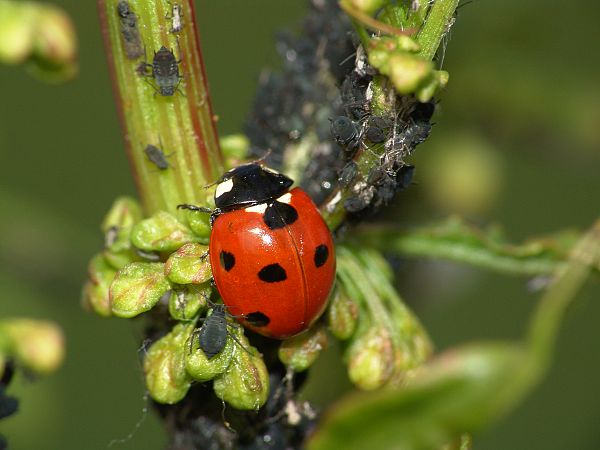 Coccinella septempunctata