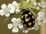 Coccinula quatuordecimpustulata