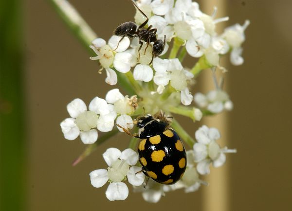 Coccinula quatuordecimpustulata