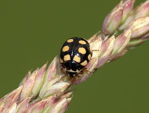 Coccinula quatuordecimpustulata