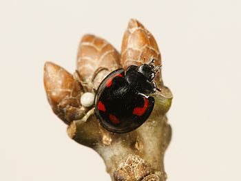 Exochomus quadripustulatus