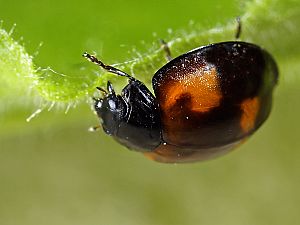 Exochomus quadripustulatus