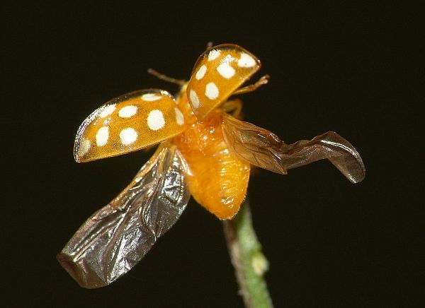 Halyzia sedecimguttata