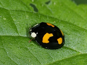 Harmonia axyridis