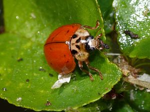Harmonia axyridis