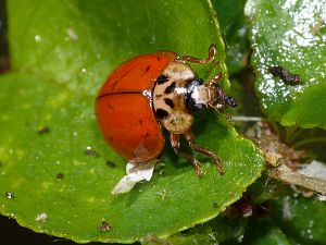 Harmonia axyridis