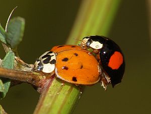 Harmonia axyridis