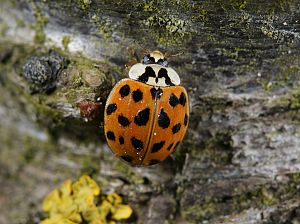 Harmonia axyridis