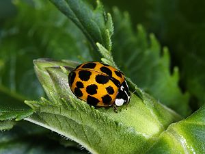 Harmonia axyridis