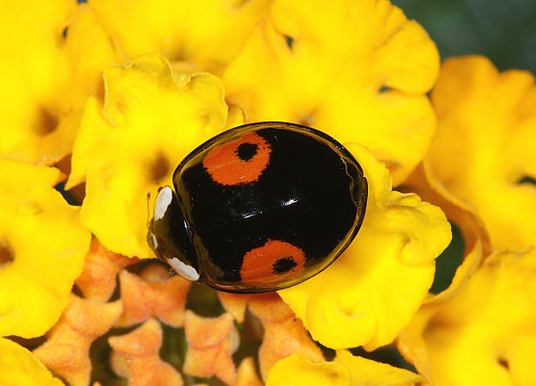 Harmonia axyridis