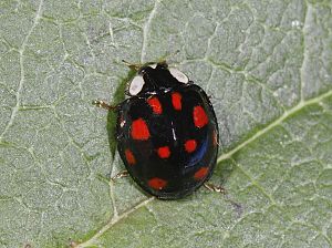 Harmonia axyridis