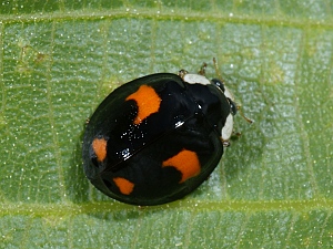 Harmonia axyridis