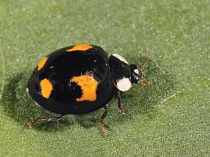 Harmonia axyridis