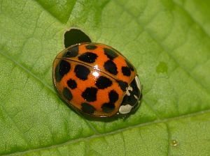 Harmonia axyridis