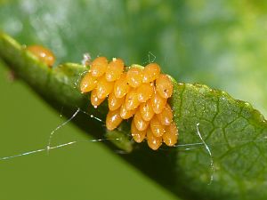 Harmonia axyridis