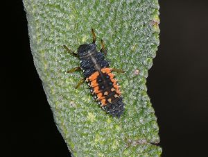 Harmonia axyridis